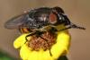 Stomorhina lunata